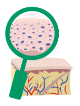 A close up look of normal skin cells